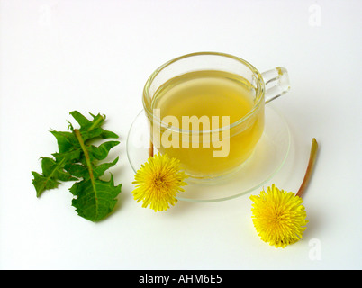 Dandelion infusion Taraxacum officinale Stock Photo