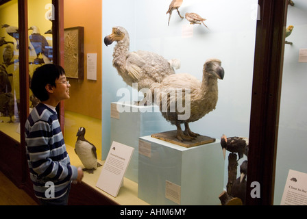 Extinct Dodo birds on display in the Natural History Museum London UK ...