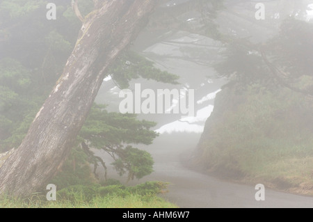 Foggy view on walk to Point Reyes Lighthouse California USA Stock Photo