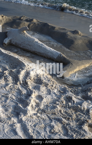 Shark Sand Sculpture on Beach Stock Photo