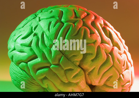 Anatomy Specimen of Human Brain Stock Photo