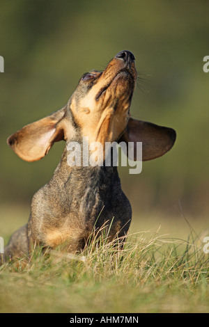 wire-haired dachshund on meadow Stock Photo