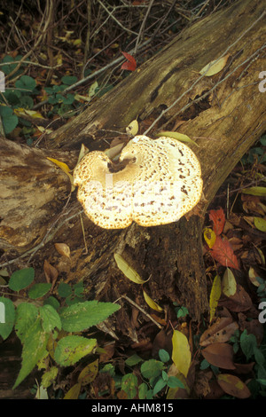 A top view of a fungus growing on ground next to tree in forest Stock ...