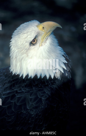 Bald Eagle Stock Photo
