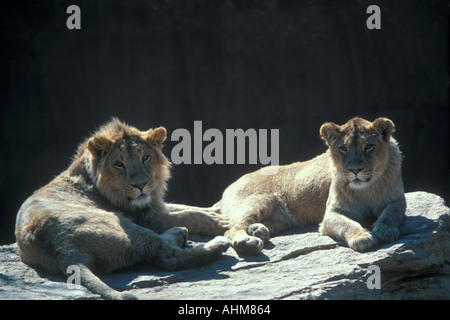 Male and Female Lions Stock Photo