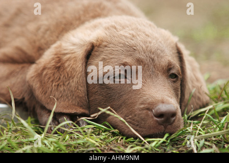 Labrador Retriever puppy lying in the grass Stock Photo
