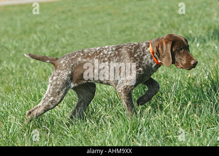 German Shorthaired Pointer walking in the meadow Stock Photo
