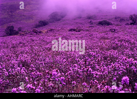 NEELAKURINJI IN FULL BLOOM IN MUNNAR Stock Photo