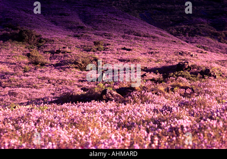 NEELAKURINJI IN FULL BLOOM IN MUNNAR Stock Photo