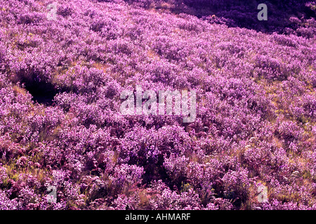 NEELAKURINJI IN FULL BLOOM IN MUNNAR Stock Photo