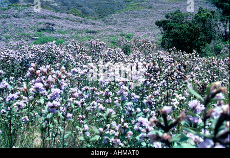 NEELAKURINJI IN FULL BLOOM IN MUNNAR Stock Photo