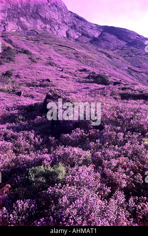 NEELAKURINJI IN FULL BLOOM IN MUNNAR Stock Photo