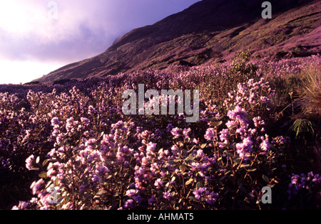 NEELAKURINJI IN FULL BLOOM IN MUNNAR Stock Photo