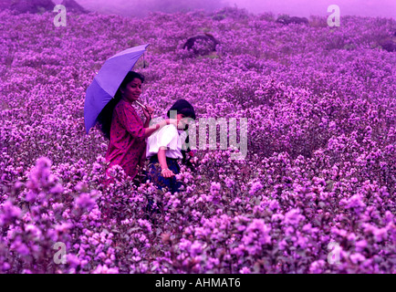 NEELAKURINJI IN FULL BLOOM IN MUNNAR Stock Photo