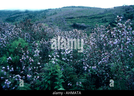 NEELAKURINJI IN FULL BLOOM IN MUNNAR Stock Photo