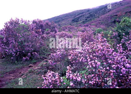 NEELAKURINJI IN FULL BLOOM IN MUNNAR Stock Photo