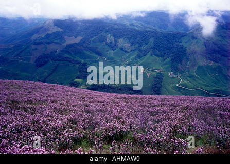 NEELAKURINJI IN FULL BLOOM IN MUNNAR Stock Photo