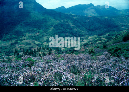 NEELAKURINJI IN FULL BLOOM IN MUNNAR Stock Photo