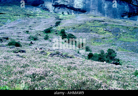 NEELAKURINJI IN FULL BLOOM IN MUNNAR Stock Photo