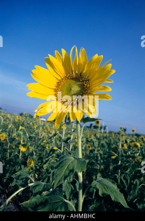 SUNFLOWER FARMING IN TAMILNADU Stock Photo