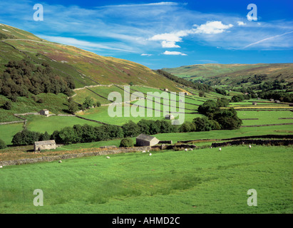 Sun on the Yorkshire Dales North of Thwaite showing green fields with small barns and drystone wallsaite Stock Photo