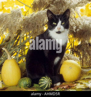 domestic cat between pumpkins Stock Photo