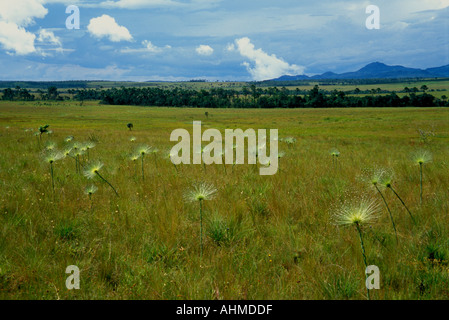 Landscape near Alto Paraiso with the typical plant chuveirinho, Paepalanthus sp., Goias, Brazil Stock Photo