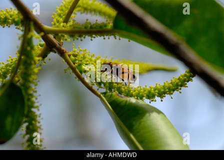 HONEY BEE KUMARAKOM KERALA Stock Photo