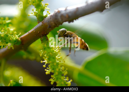 HONEY BEE KUMARAKOM KERALA Stock Photo