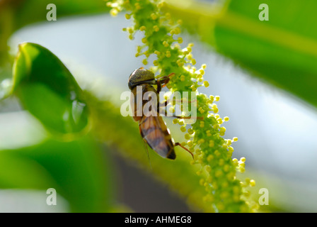 HONEY BEE KUMARAKOM KERALA Stock Photo