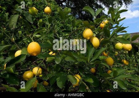 Tuscany Italy Mediterranean lemon lemons tree Stock Photo