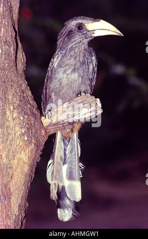 GREY HORNBILL IN NEYYAR WILDLIFE SANCTUARY TRIVANDRUM KERALA Stock Photo