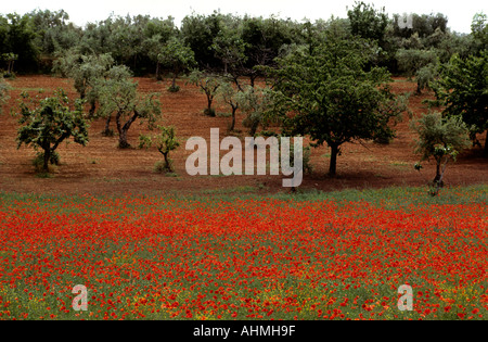 Red Roses Italy Tuscany Italy Italian red roses garden country Stock Photo - Alamy