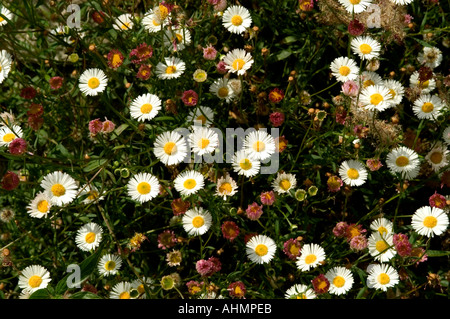 Tuscany Italy Meditterranean Fattoria Valle flowers Stock Photo