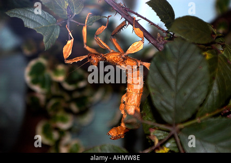 Mclay Stick Insect Giant Prickly Stick Insect, Macleay's Spectre (Extatosoma tiaratum ...
