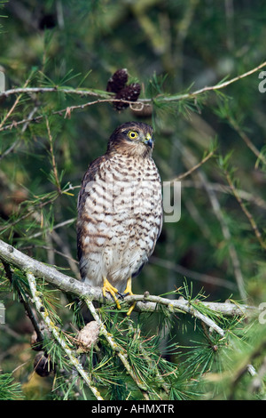Femail Sparrowhawk Accipiter nisus perched in larch tree drying after bathing potton bedfordshire Stock Photo
