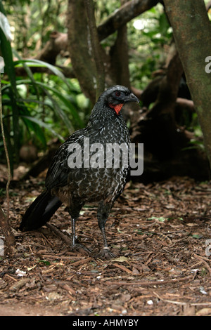 Dusky legged guan Penelope obscura Brazil Stock Photo