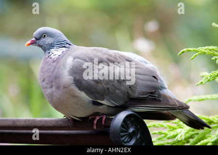 Fat Wood Pigeon (Columba palumbus) bloated after a big meal Stock Photo ...