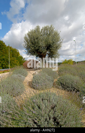 Olive tree, terracotta pot and lavender plants on traffic roundabout, Chatellerault, Vienne, France. Stock Photo