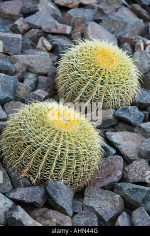 Cacti growing in rock bed Stock Photo