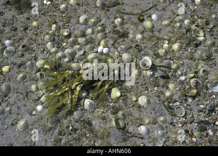 Seashells, Jersey, Channel Islands Stock Photo