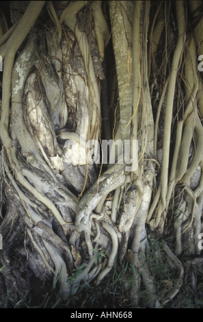 Complex pattern of intertwined tree roots above door way Ta Prohm ...