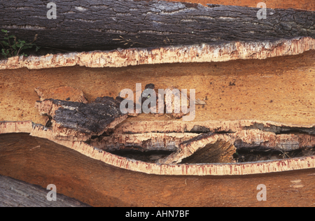 Cork harvest Alentejo Portugal Stock Photo