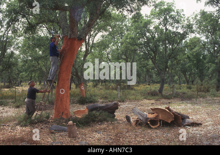 Cork harvest Alentejo Portugal Stock Photo