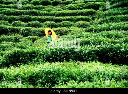 Longjing tea bushes near Hangzhou at Dragon Well Tea Village farm Stock Photo