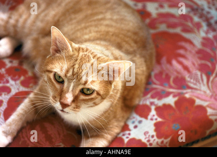 CAT ON A CHAIR Stock Photo