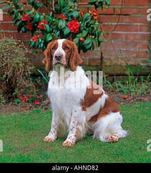 Welsh Springer Spaniel in garden Stock Photo