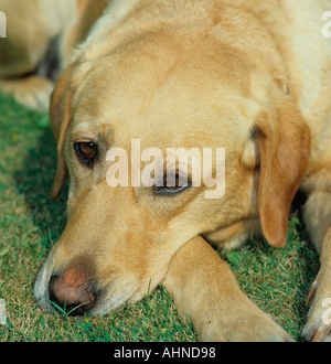 Yellow Labrador Portrait Stock Photo