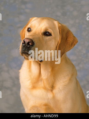 Yellow Labrador Portrait Stock Photo