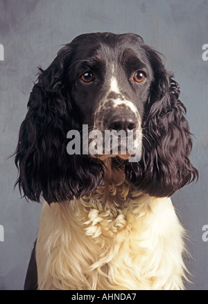 English Springer Spaniel Portrait Stock Photo